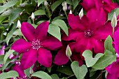 CLEMATIS MEGHAN