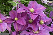 CLEMATIS DAZZEL