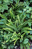 BLECHNUM SPICANT