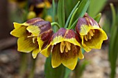 FRITILLARIA MICHAILOVSKYII