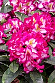 RHODODENDRON HAPPYDENDRON PUSHY PURPLE