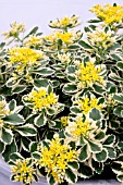 SEDUM TAKESIMENSE ATLANTIS