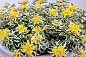 SEDUM TAKESIMENSE ATLANTIS