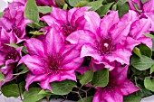 CLEMATIS ELODI (EVIPO 115)