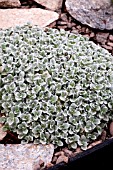HELICHRYSUM PAGOPHYLLUM