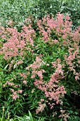 PERSICARIA ALPINA PINK SEED HEADS