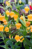 SANDERSONIA AURANTIACA