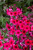 PRIMULA JAPONICA MILLERS CRIMSON