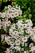 PRIMULA JAPONICA ALBA