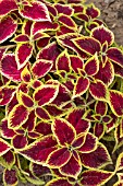 COLEUS