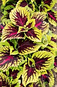 COLEUS BLUMEI HYBRIDUS KONG ROSE