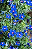 ANAGALLIS LINIFOLIA GENTIAN BLUE