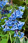 MERTENSIA VIRGINICA AGM