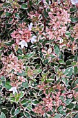 ABELIA GRANDIFLORA MAGIC DAYDREAM