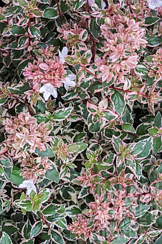 ABELIA_GRANDIFLORA_MAGIC_DAYDREAM