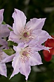 CLEMATIS TRANQUILITY