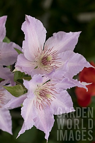 CLEMATIS_TRANQUILITY