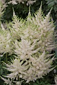 ASTILBE MOJITO