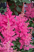 ASTILBE HEAVY METAL