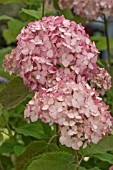 HYDRANGEA BUBBLEGUM