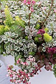 SUCCULENTS MIXED (SEDUM)