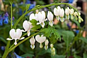 LAMPROCAPNOS SPECTABILIS ALBA  SYN DICENTRA SPECTABILIS ALBA