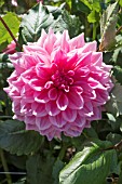 DAHLIA OTTOS THRILL