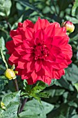 DAHLIA BARBAROSSA