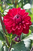 DAHLIA ANNA CORNELIA