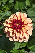 DAHLIA CREME DE COGNAC