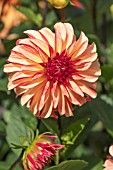 DAHLIA IRISH PINWHEEL