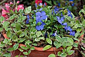 CONTAINER WITH VINCA MINOR AUREOMARGINATA