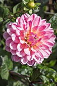 DAHLIA PINK MAGIC