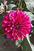 DAHLIA PURPLE FLAME