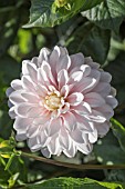 DAHLIA SILVER YEARS