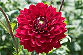 DAHLIA STEFAN