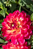 DAHLIA KILBURN GLOW