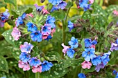 PULMONARIA SACCHARATA ARGENTEA GROUP