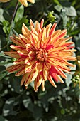 DAHLIA STRIPED VULCAN