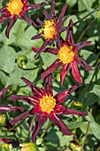 DAHLIA VERRONES OBSIDIAN