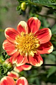 DAHLIA POOH