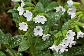 PULMONARIA SISSINGHURST WHITE AGM