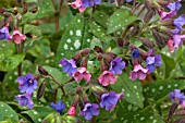 PULMONARIA OFFICINALIS