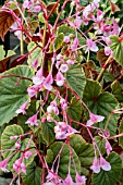 BEGONIA GRANDIS SUBSP. EVANSIANA