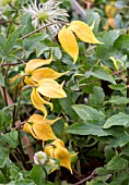 CLEMATIS LITTLE LANTERNS (GOLD MEDAL)