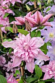 CLEMATIS MULTI PINK