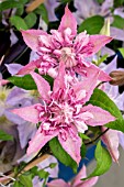 CLEMATIS MULTI PINK