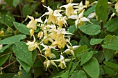 EPIMEDIUM FLOWERS OF SULPHUR