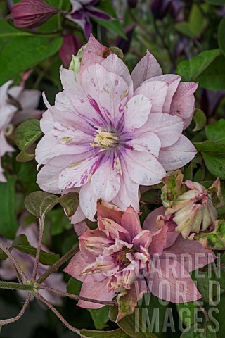 CLEMATIS_PINK_PASSION