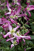 CLEMATIS TRITERNATA RUBROMARGINATA